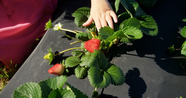 Child's hand is reaching for ripe strawberries growing in a garden. Leaves are a rich green and strawberries are bright red, suggesting the freshness and growth of the fruits. This can be used to represent gardening, agriculture, farm life, healthy eating, or family activities in nature.