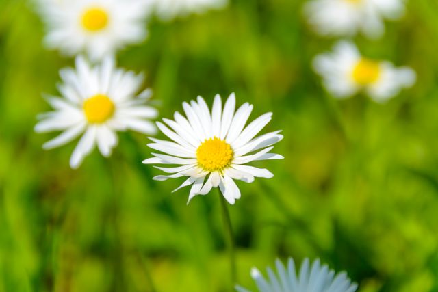 Close-up of a daisy flower showcasing white petals and a vibrant yellow center against a lush green background. Ideal for use in nature-related content, gardening catalogs, and springtime promotions. Perfect for decorative wall art or floral designs.