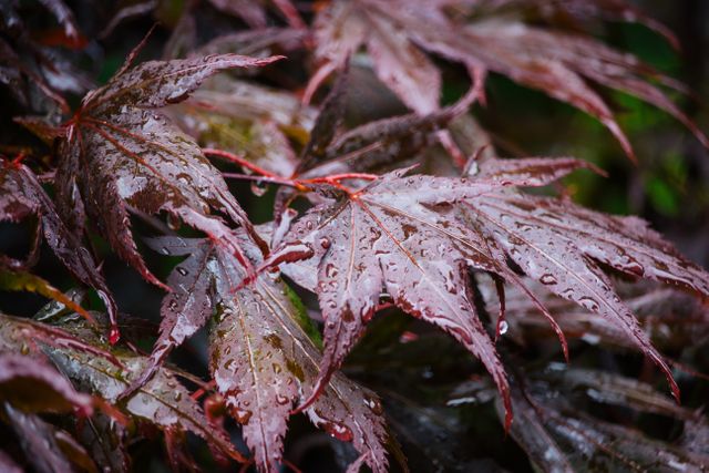 Wet red maple leaves with raindrops are shown in close-up, highlighting the texture and natural beauty. Ideal for use in autumn-themed designs, nature photography collections, background images, or educational materials discussing plant biology.
