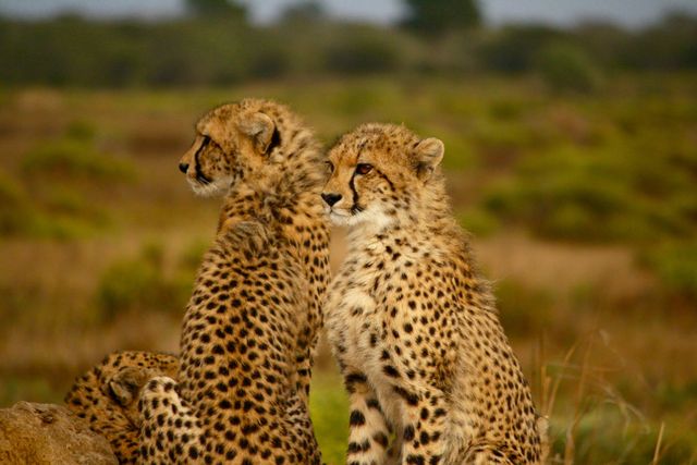 Young Cheetahs Resting in Savannah - Download Free Stock Photos Pikwizard.com
