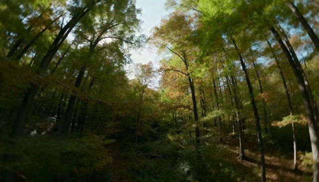 Sunlight Filtering Through Autumn Canopy Over Leafy Ravine With Dappled Understory