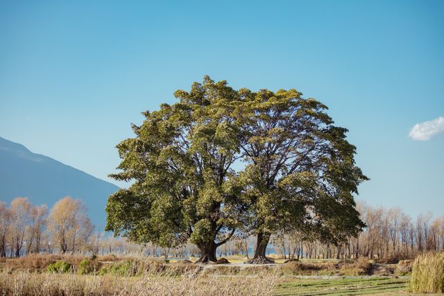Twin trees standing in an open rural field under a clear blue sky. Greenery surrounds the trees while a mountain landscape is visible in the background. Trees show early signs of autumn. This image can be used for promoting outdoor activities, nature conservation, rural tourism, agricultural content, or tranquil lifestyle advertisements.