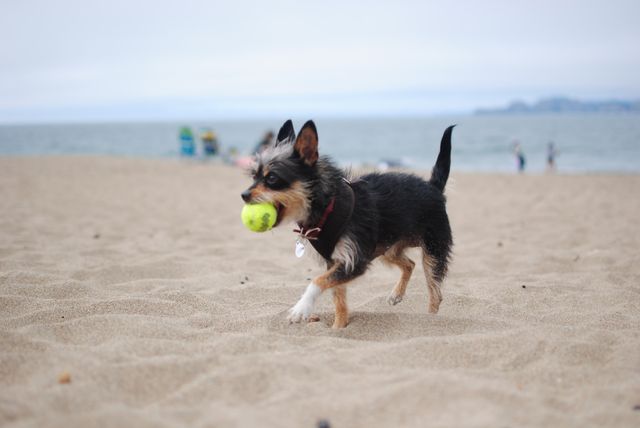 Small terrier running with tennis ball on sandy beach. Suitable for dog-related content, vacation themes, pet care articles, and outdoor activities. Great for promoting pet products, travel destinations, and fun outdoor events.