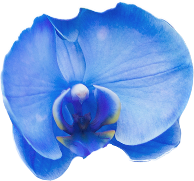 Close-Up of Beautiful Blue Orchid Flower on Transparent Background - Download Free Stock Videos Pikwizard.com