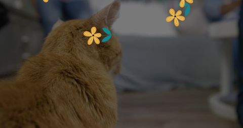 Orange Cat with Floral Stickers Relaxing at Home - Download Free Stock Images Pikwizard.com