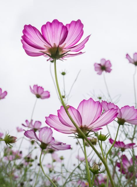 Blooming pink cosmos flowers against bright sky in springtime - Download Free Stock Photos Pikwizard.com