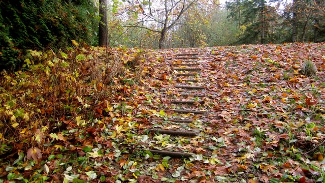 Depicts an outdoor pathway in a forest covered with fallen autumn leaves. The surrounding foliage is rich in various fall colors, from deep reds to vibrant yellows. Ideal for use in nature-themed projects, seasonal promotions, travel brochures, and environmental campaigns highlighting the beauty of autumn.