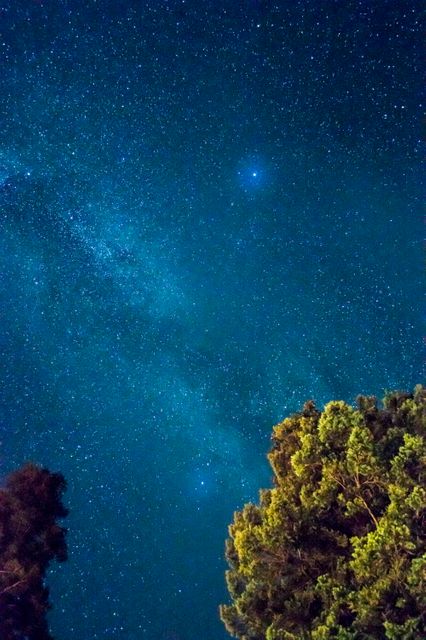 Starlit Night Sky with Trees in Foreground - Download Free Stock Photos Pikwizard.com