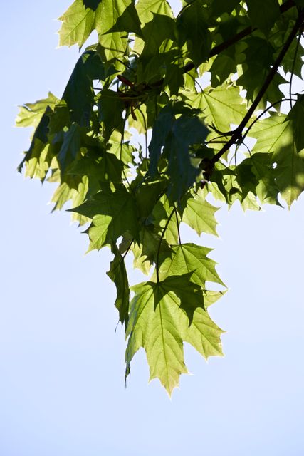 Maple leaves on a tree branch with sunlight filtering through. Clear blue sky background, vibrant green leaves showcasing beautiful natural details. Ideal for nature-themed projects, summer promotional materials, environmental campaigns, and outdoor enthusiasts' visual content.