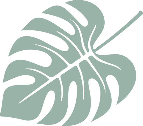 Minimalistic monstera leaf on transparent background