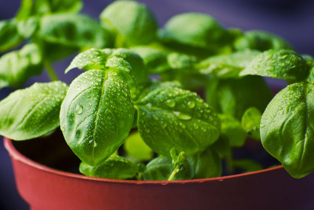 This close-up captures a vibrant basil plant with dewy leaves. Ideal for illustrating gardening blogs, culinary articles, and discussions on organic and healthy living. Can also enhance social media posts and advertisements related to cooking with fresh ingredients, herbal usage, and plant care tips.