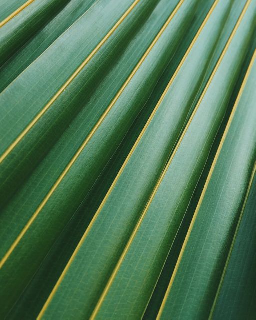 Green plant close-up showing detailed leaf veins creating an abstract design. Ideal for use as a background in nature-focused projects, eco-friendly branding, minimalist designs, or botanical studies.