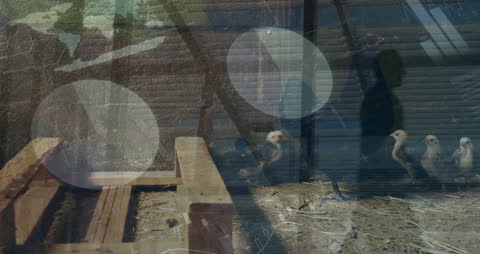 Digital Data Processing Animated Over Human and Animal Silhouettes