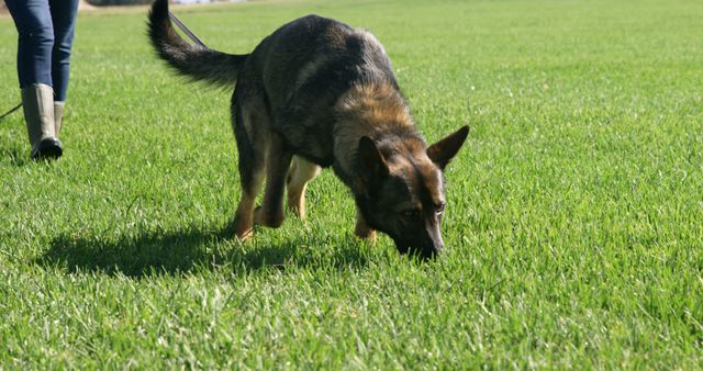 German Shepherd sniffs the ground in a sunny park. A well-trained dog enjoys a day out, showcasing its tracking skills.