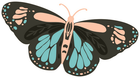 minimalist butterfly with peach and turquoise wings on transparent background - Download Free Stock Videos Pikwizard.com