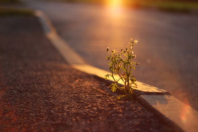 Wildflower emerging through pavement cracks under the warm glow of sunset symbolizes resilience and natural beauty amidst urban surroundings. Perfect for themes of determination, urban nature, and environmental protection.