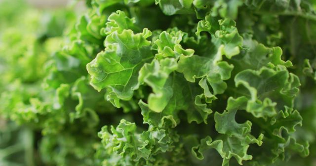 Close-Up of Fresh Curly Kale Leaves - Download Free Stock Images Pikwizard.com