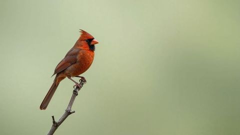 Male Northern Cardinal Perched on Bare Branch Amid Serene Background