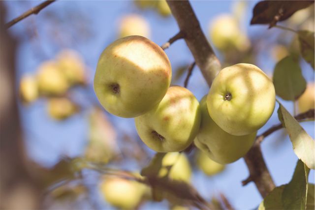 Close-up of Green Apples on Tree in Sunlight - Download Free Stock Photos Pikwizard.com