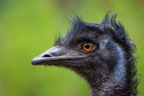Close-Up of an Emu with Intense Amber Eyes