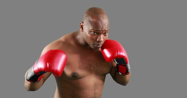 Fit Boxer with Red Gloves Preparing for Fight on Gray Background - Download Free Stock Images Pikwizard.com