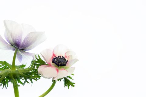 Elegantly pastel anemone flowers against white background