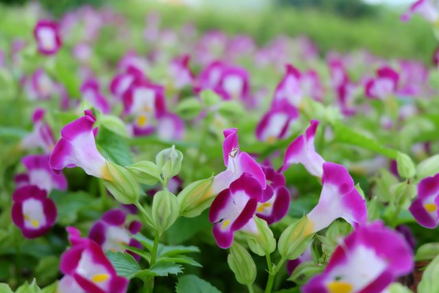 Torenia flowers displaying vibrant purple colors in a lush garden. The close-up perspective captures the delicate petals and the surrounding foliage, perfect for botanical studies, landscaping ideas, or nature-themed projects. Ideal for gardening blogs, floral websites, and summer-themed marketing.