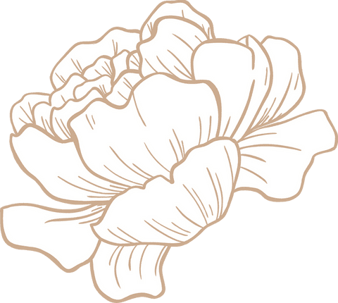 Minimalist Line Art Peony Bloom on Transparent Background