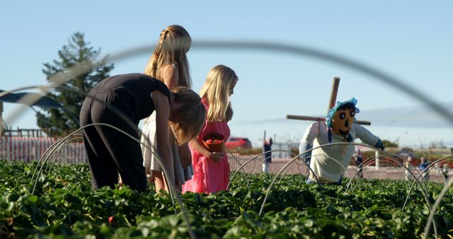 This image captures a group of children picking strawberries in a sunny field. The presence of a traditional scarecrow adds a whimsical element to the scene. Ideal for use in advertisements focused on fresh produce, family activities, agriculture, or summer outdoor fun. Perfect for blogs or websites promoting healthy living, farm visits, and educational outings. The cheerful atmosphere underscores themes of community, nature, and sustainable farming.