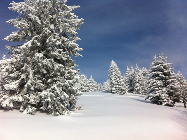 Snow Covered Pine Trees Under Clear Blue Sky in Winter Landscape - Download Free Stock Photos Pikwizard.com