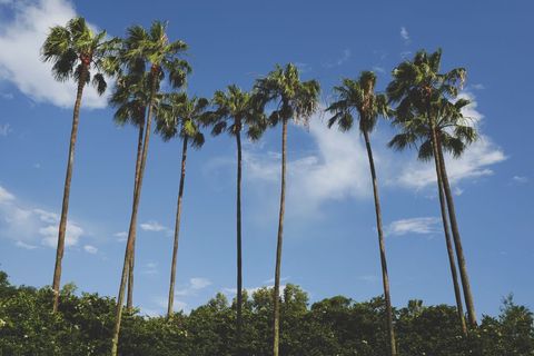 Tall Palm Trees under Clear Blue Sky in Tropical Landscape