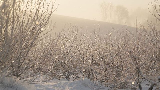 Glittering frost-covered shrubs catching morning sun backlight on snowy hill