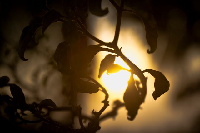 Silhouette of Leaves Against Golden Sunset Horizon - Download Free Stock Photos Pikwizard.com
