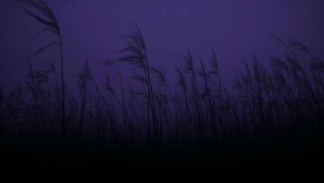 Twilight reed silhouettes swaying across marsh horizon with feathery plumes, mist at dusk
