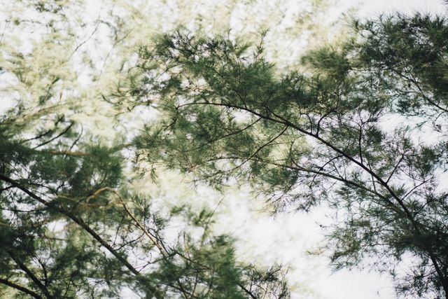 Capture of pine tree canopy with sunlight filtering through branches. Perfect for nature-themed websites, calming backgrounds, and environmental conservation projects.