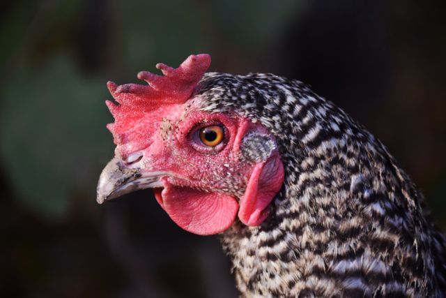 Animal bird chicken chickens - Download Free Stock Photos Pikwizard.com