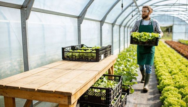 Greenhouse worker carrying crates of fresh lettuce along hydroponic rows