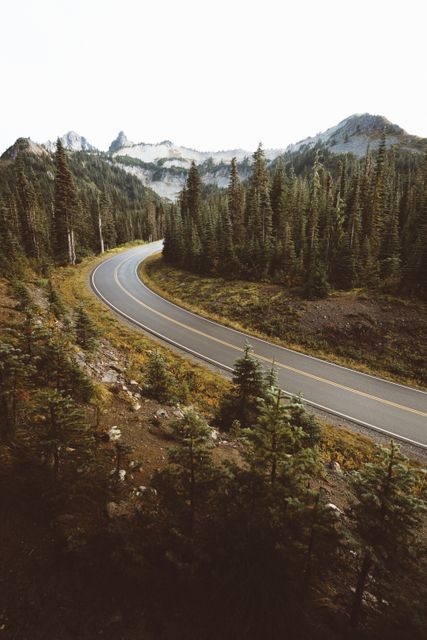 Curving road through dense evergreen trees in mountainous terrain, perfect for travel blogs, nature magazines, tourism advertisements, and outdoor adventure brochures.