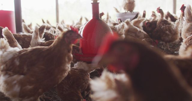 Chickens are gathered densely in farm coop around a red feeder. This is suitable for use in poultry farming, livestock management, agricultural magazines, websites emphasizing rural life, organic farming, and livestock care materials.