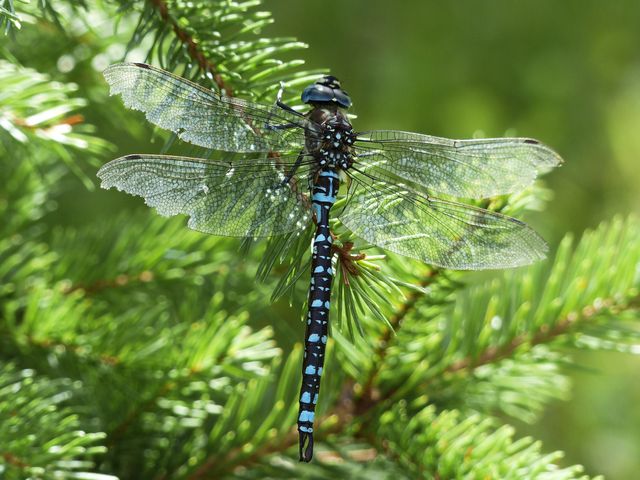 Vibrant blue dragonfly perched on pine tree branch, showcasing intricate details of its wings and body. Perfect for nature and wildlife blogs, educational content about insects, and publications on natural beauty and biodiversity.