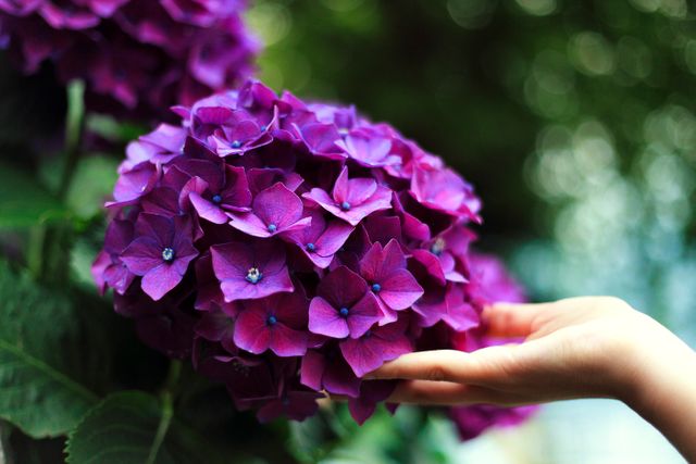 Close-up of a hand touching vibrant purple hydrangea blooms in a lush garden. Perfect for nature, gardening, floral themed projects, blogs, or landscaping promotions.
