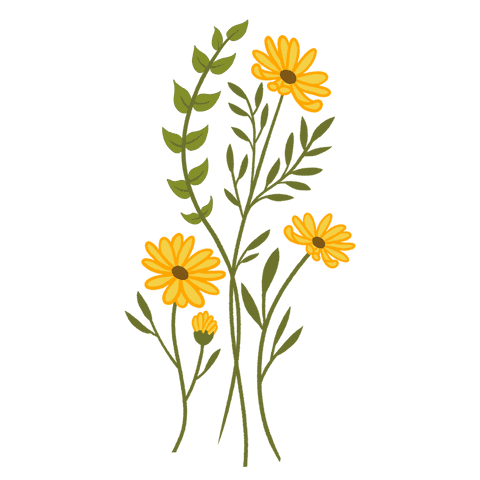 Yellow daisies with olive-green stems on transparent background