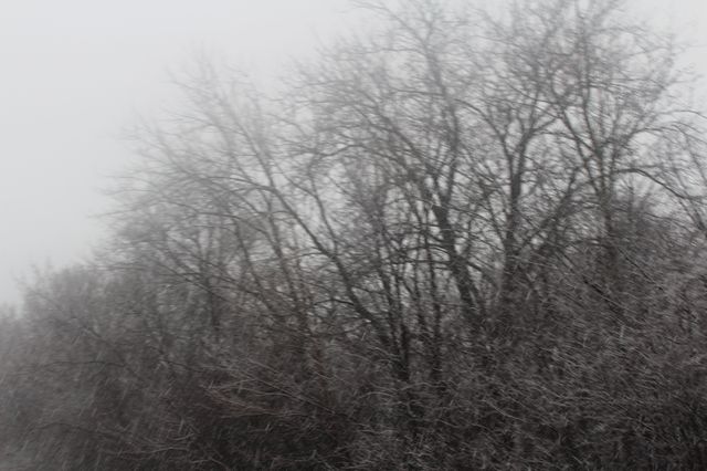Foggy Winter Forest with Frost Covered Trees - Download Free Stock Photos Pikwizard.com