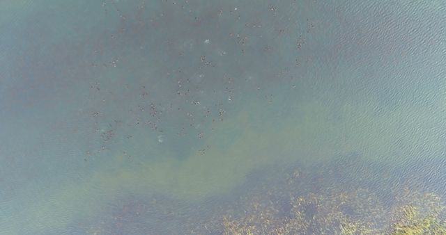 Aerial View of Calm Ocean Water with Fish Swarm - Download Free Stock Images Pikwizard.com
