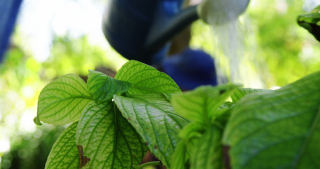 A close-up view of vibrant green leaves being watered, with a blurred figure of a person in the background, with copy space. Gardening activities like this are essential for plant health and growth.