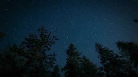 Starry Night Sky with Wind-Swept Pine Trees in Wilderness