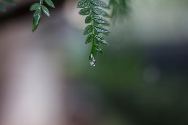 Raindrop Hanging from Leaf Tip in Forest - Download Free Stock Photos Pikwizard.com
