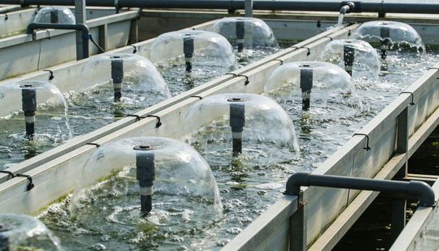 Aquaculture aeration diffusers creating dome-shaped water mounds in hatchery raceways