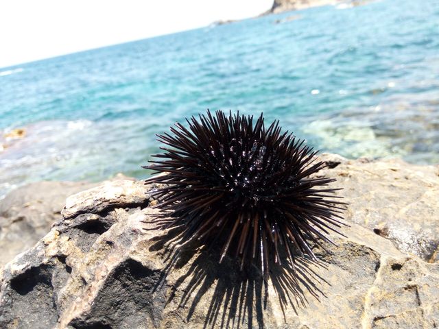 Sea urchin resting on rocky shoreline with vibrant blue ocean in background. Ideal for marine biology, nature studies, beach and ocean themes, conservation projects, underwater creature education, travel blogs, and coastal wildlife illustrations.