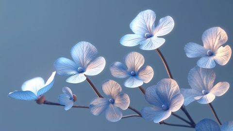 Delicate pale blue forget me not petals on slender stems